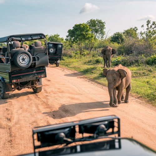 Live elephant on safari tour. Udawalawe Sri Lanka